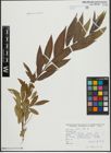 Foto von Salix alba L.